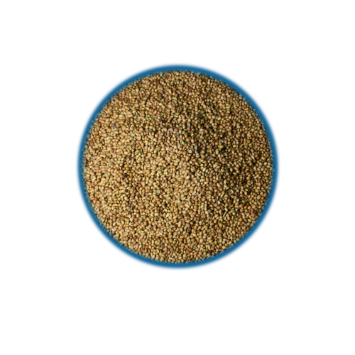 Whole Coriander Regular